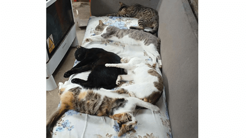 Moradora de Ibirataia encontra cinco gatos mortos e suspeita de envenenamento