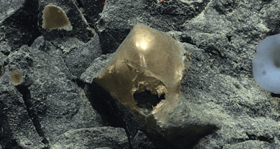 Curioso 'ovo de ouro' é encontrado no mar do Alasca
