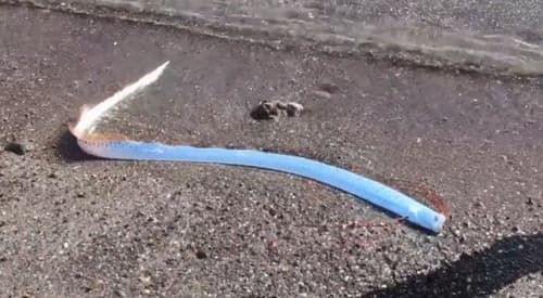 "Peixe do fim do mundo" é avistado em praia; saiba detalhes