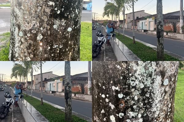 Ibirataia: Árvores e plantas na entrada da cidade são alvo de possível envenenamento